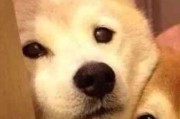 头像情侣污刺激