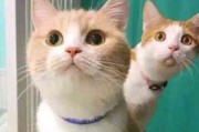 猫咪头像情侣