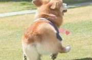头像图片库情侣