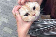猫咪头像情侣可爱