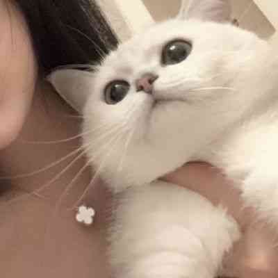头像2025年最新版图片女可爱动物 第2张