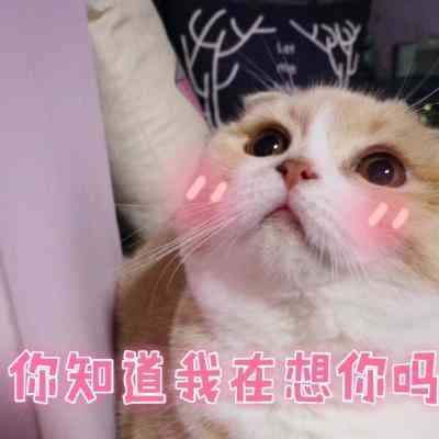 汤姆猫头像带文字 第2张