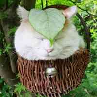 小猫咪头像卡通图片 第10张
