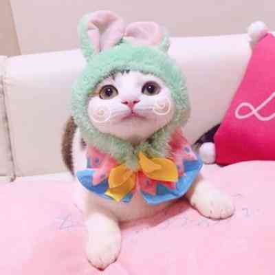 可爱猫猫情侣头像 第2张